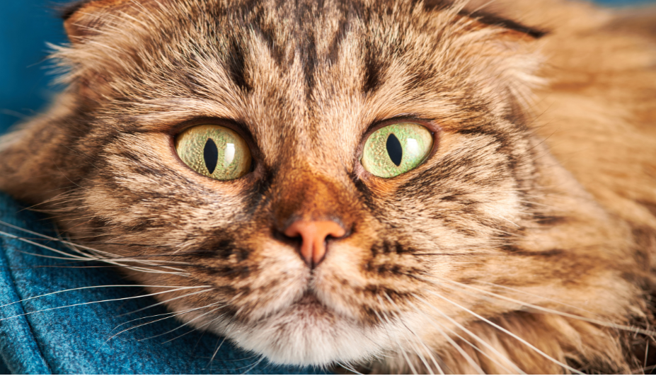 Understanding the Domestic Longhair Cat 